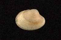 藏品(小眼花簾蛤)的圖片